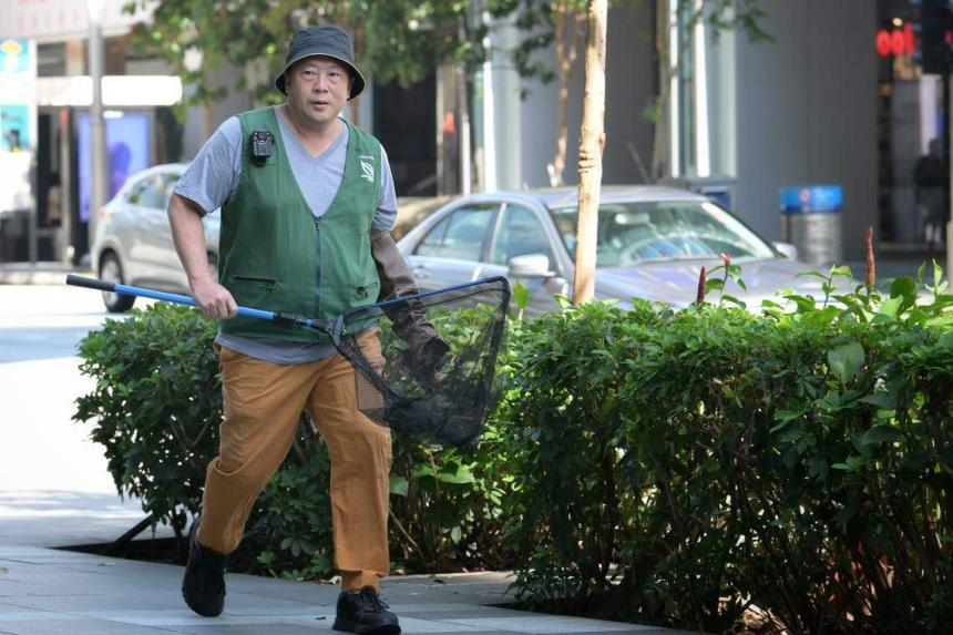 More nests, fledglings removed in Orchard Road after attacks by crows