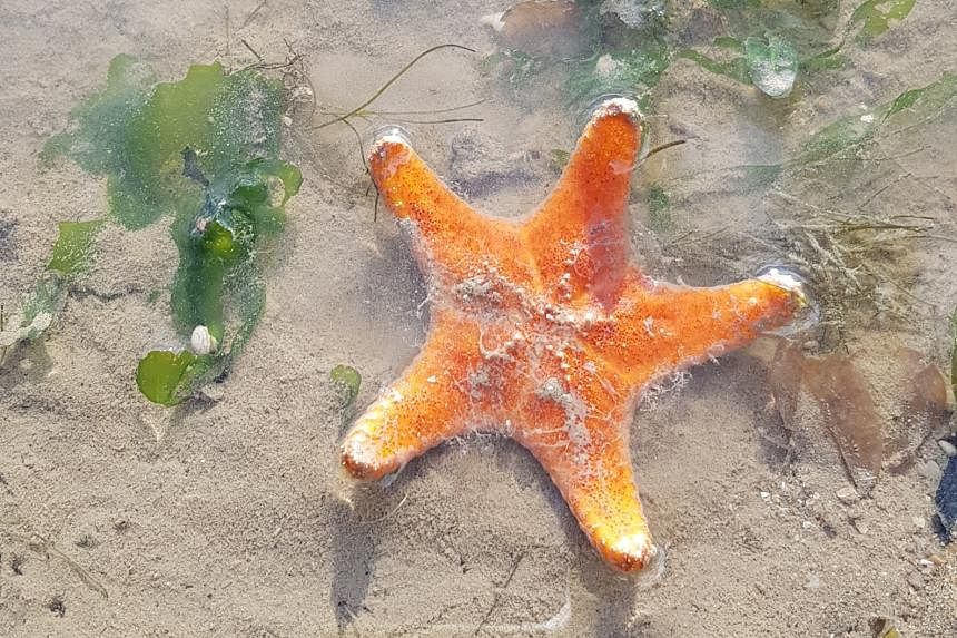 Starfish Are Basically Walking Heads, and Literally Nothing Else