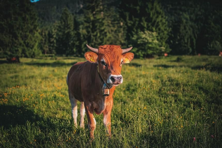 Swiss village of Aarwangen in ding-dong over challenge to cowbells