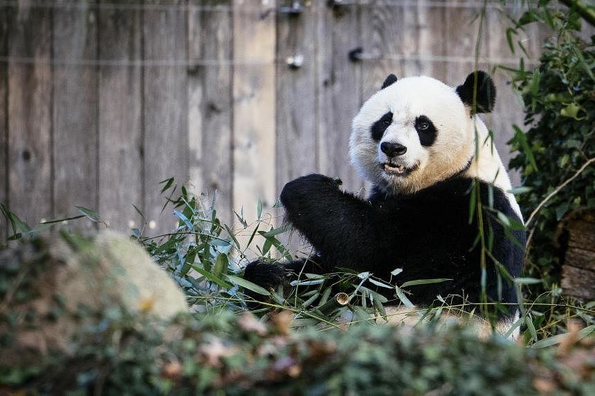 Pandas return to China as loan agreements with U.S., U.K. zoos end - The  Washington Post