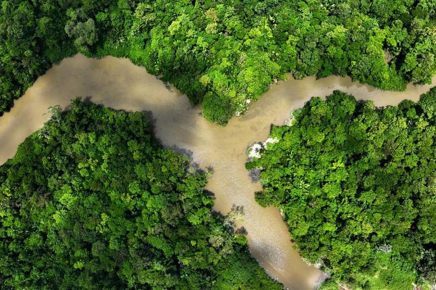 Deforestation In Brazil's Amazon Falls To Lowest Since 2018 | The ...