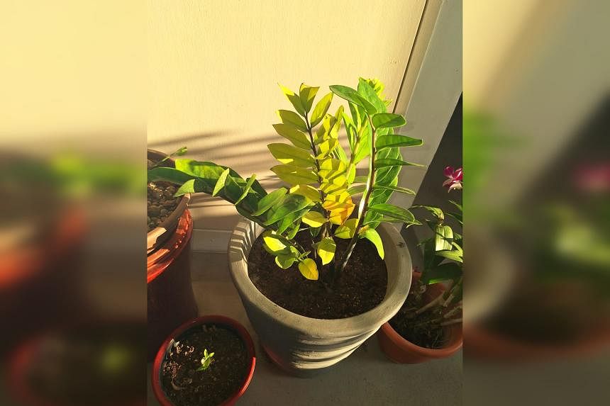 Root Awakening: ZZ plant grows best in a semi-shaded spot, dislikes ...