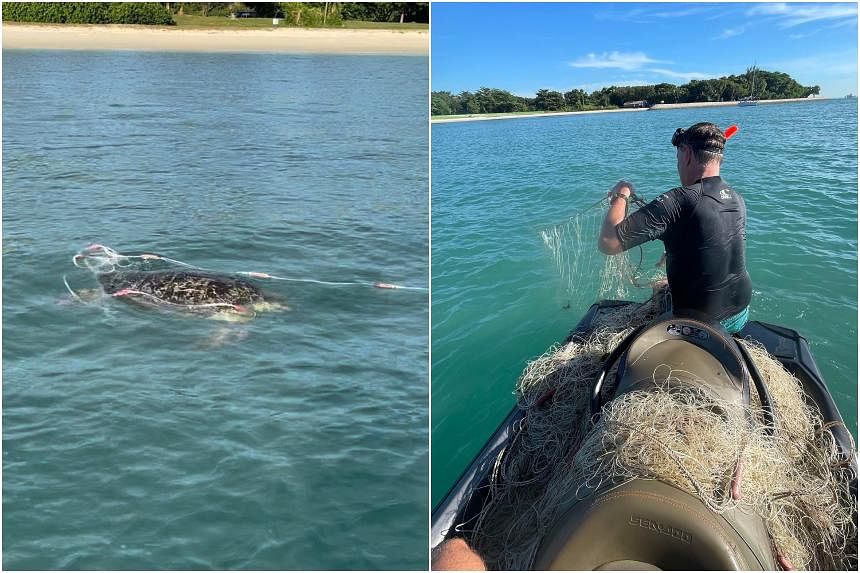 Two men free stingray and rare turtle trapped in large fishing net off  Lazarus Island