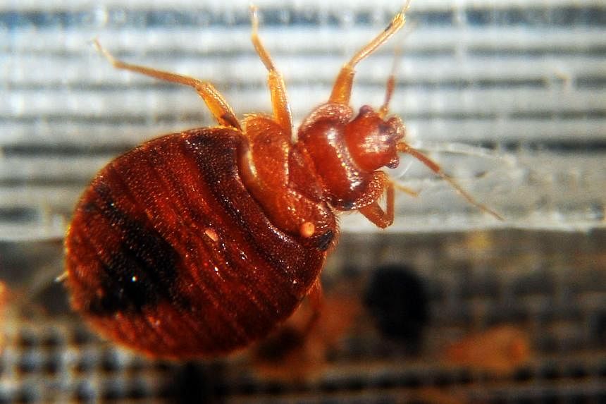 Bedbugs: What travelers need to know