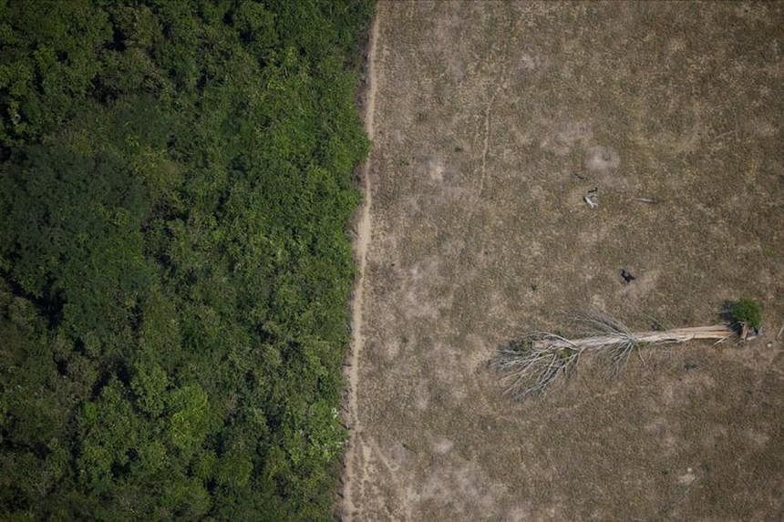 Forests key to climate fight along with cutting fossil fuels, study  suggests