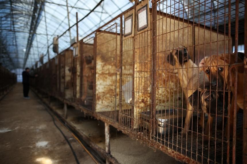 South Korea’s dog meat supporters threaten to let 2 million dogs out near presidential office