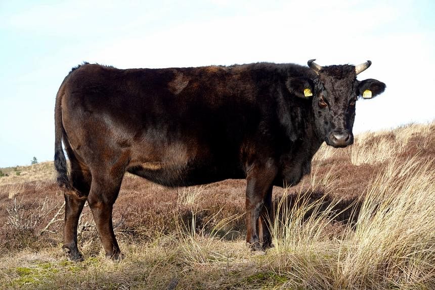 Cow of breed that produces high-end Japanese beef rakes in record $271,000 at auction