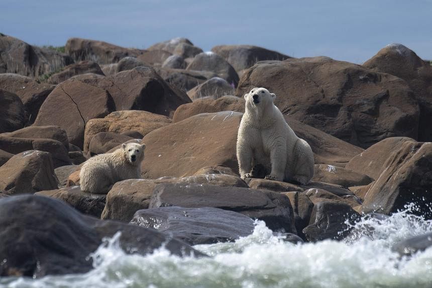 Global warming forced Greenland's polar bears to adapt, study shows