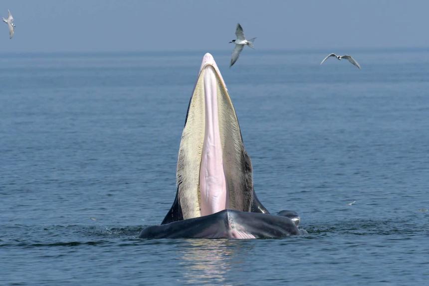 Three more Bryde’s whales spotted in Thai waters, totalling the number