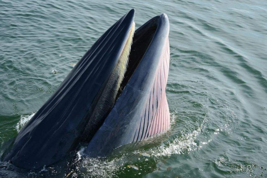 Three more Bryde’s whales spotted in Thai waters, totalling the number