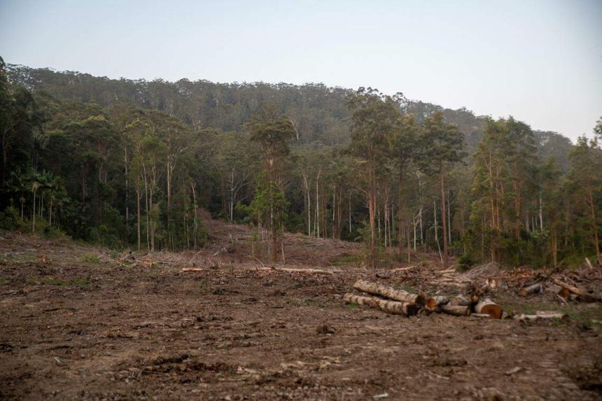 Australia’s proposed koala haven faces logging threat | The Straits Times