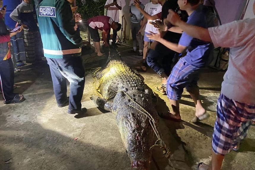 Second monster crocodile killed in Sabah in four days | The Straits Times