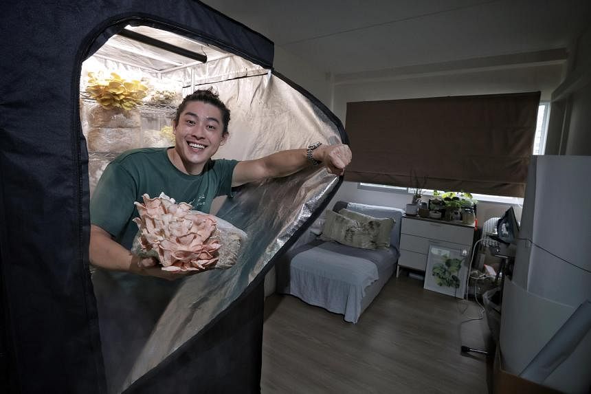 Starting a start-up: From hotel manager to growing mushrooms in a spare bedroom