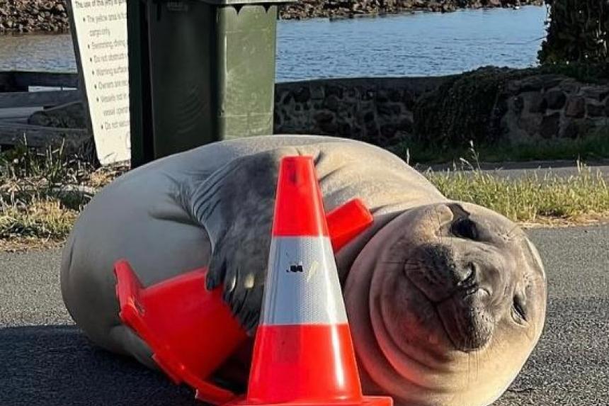 Neil, the ‘chaotic’ but cute seal from Tasmania, TikTok’s