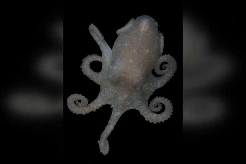 Die DNA eines antarktischen Oktopus zeigt, dass der Zusammenbruch des ...