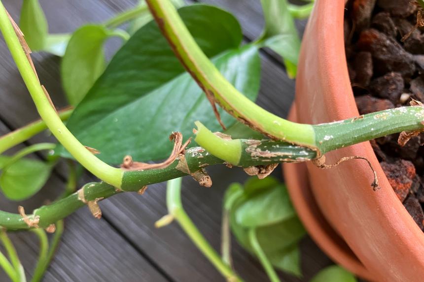 Root Awakening: Brown spots could be scale insects | The Straits Times