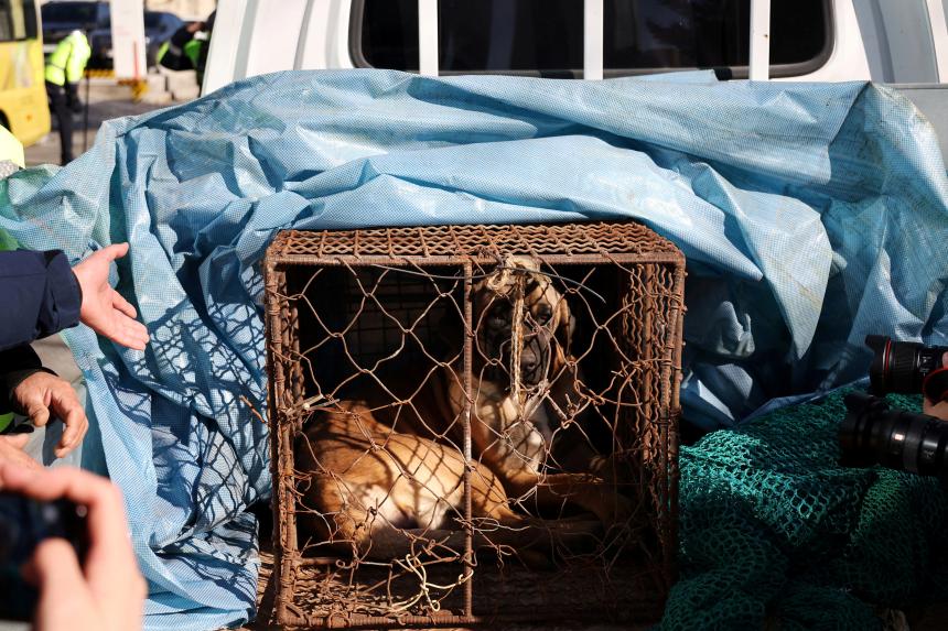 9 in 10 South Koreans say they won’t eat dog meat Survey The Straits