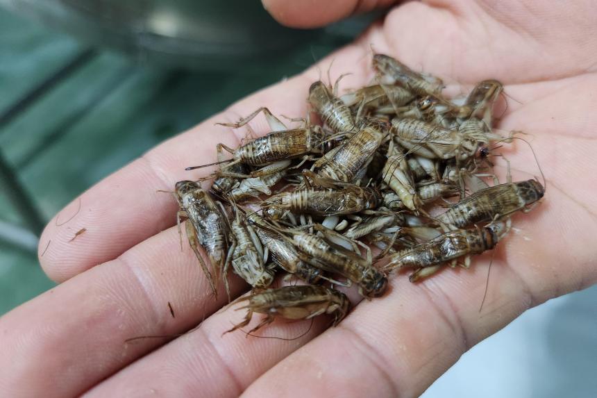 Coming soon to a meal near you Vietnamese farmed crickets see leap in