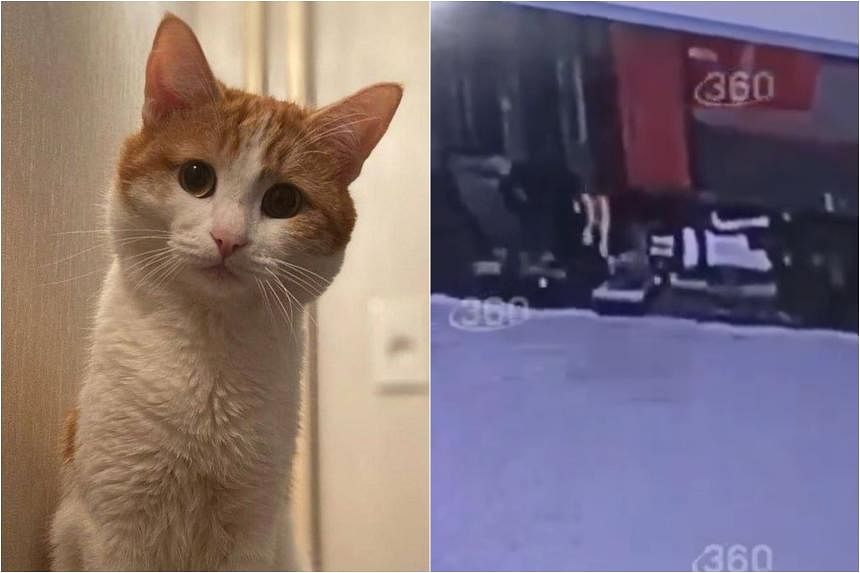 Russian netizens bay for blood after train staff throws cat out into freezing cold | The Straits Times