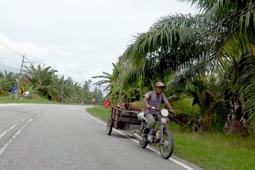 马来西亚棕榈油收成因外国工人的流动而增加海峡时报