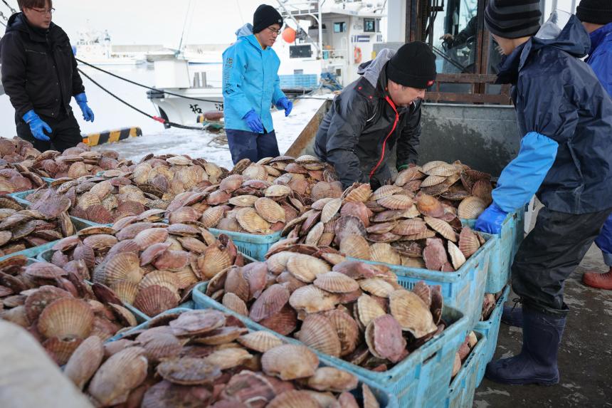 Hokkaido scallops safe to eat Japan sellers go on charm offensive