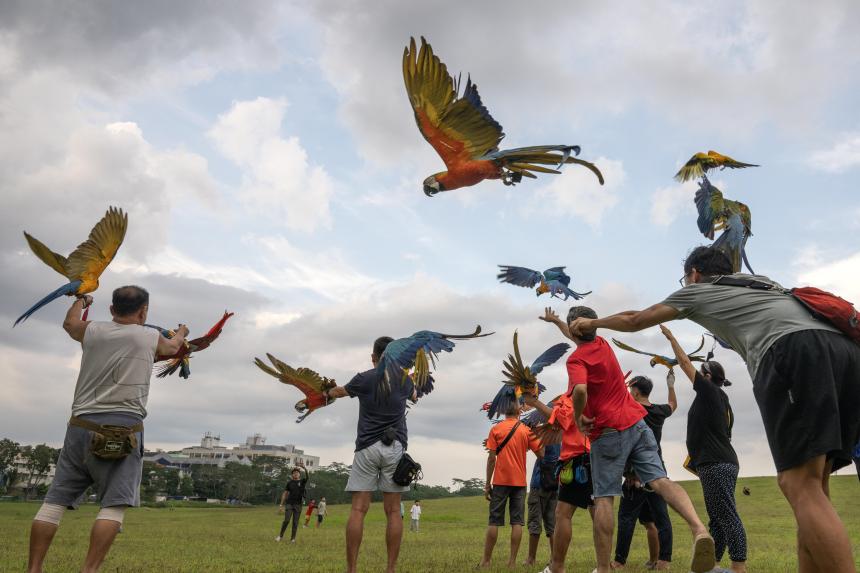Picture Idea: Birds Of A Feather Flock Together For Singapore S Macaw