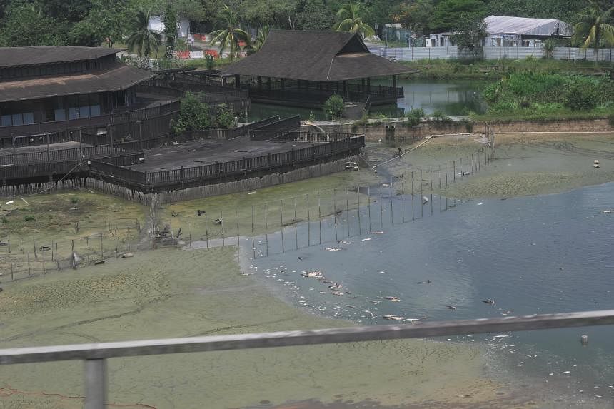 Fish deaths at Yishun pond: Water hit 'unusually low' level for