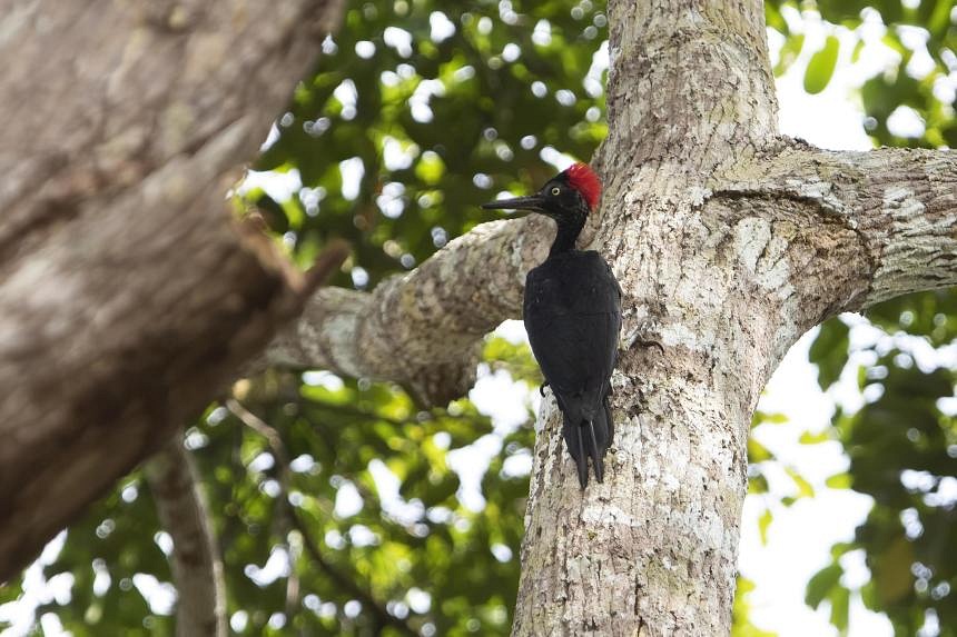 Singapore lost nearly 40% of its biodiversity in past 200 years, not as ...