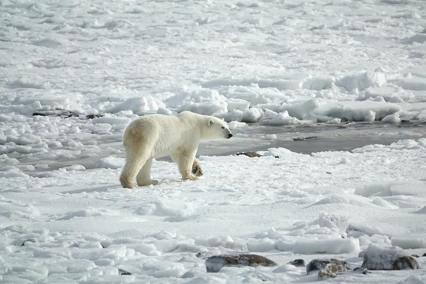 Polar bears struggling to adapt to longer ice-free Arctic periods | The ...