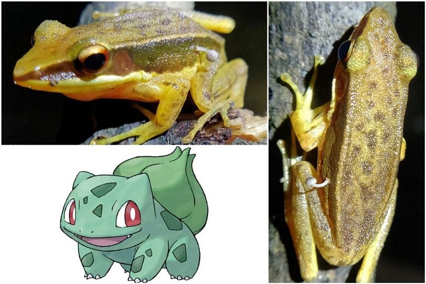 Not Bulbasaur but close: Frog found with mushroom sprouting from