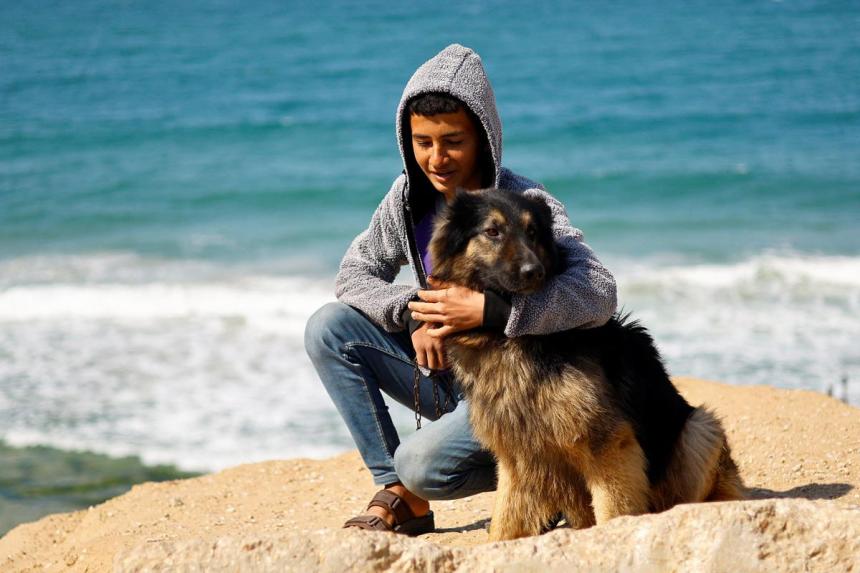 Pet dogs bring both joy and worry to displaced Gaza teenager | The ...