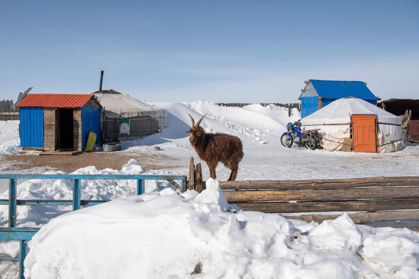 2 million animals dead as extreme winter weather hits Mongolia | The