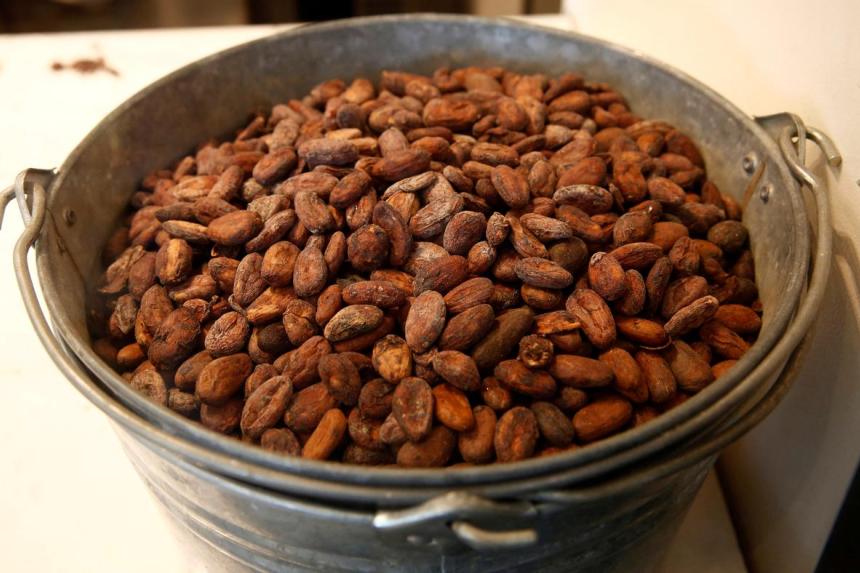 Hey, chocolate lovers: New study traces complex origins of cacao | The ...
