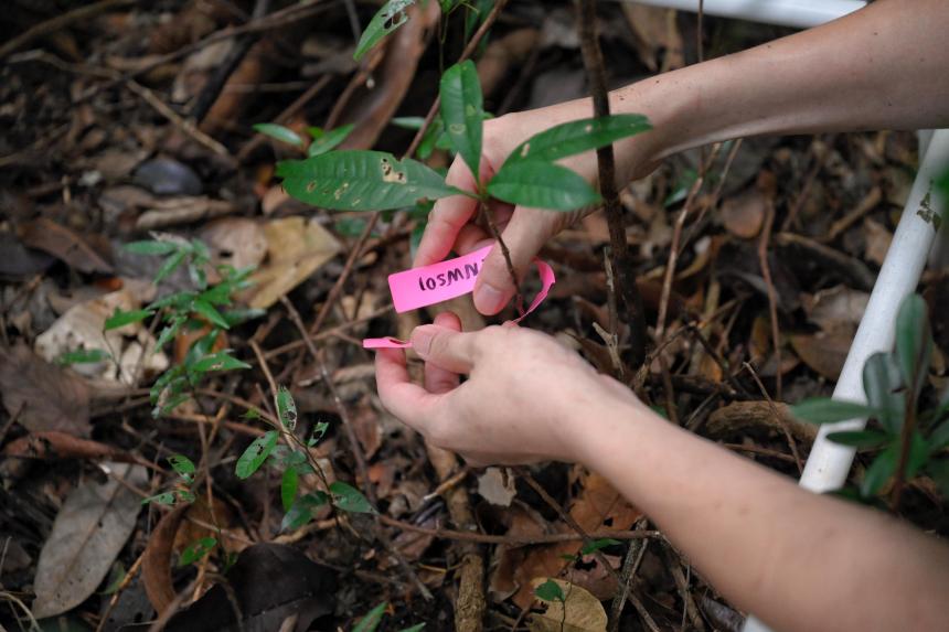 Tracking the vital signs of S’pore’s forests to coax the return of primary ...