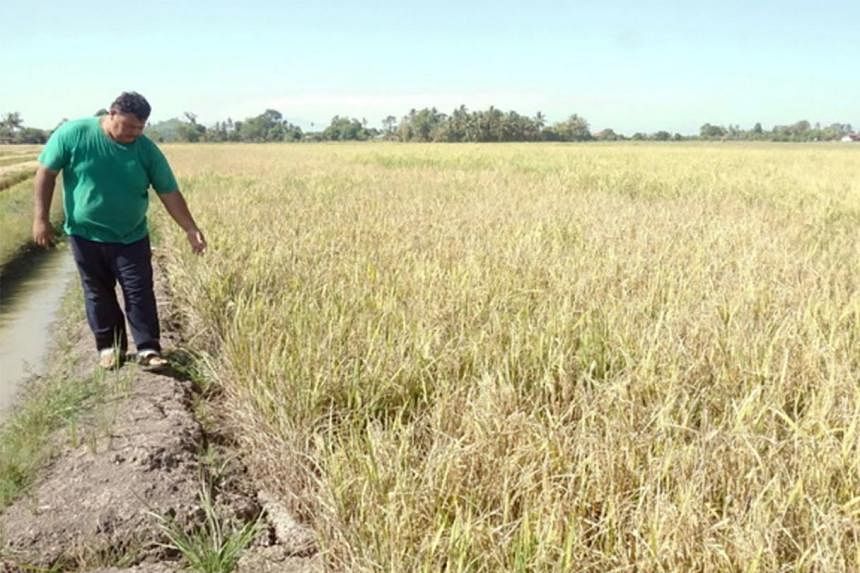 马来西亚稻农因炎热天气损失一半收入