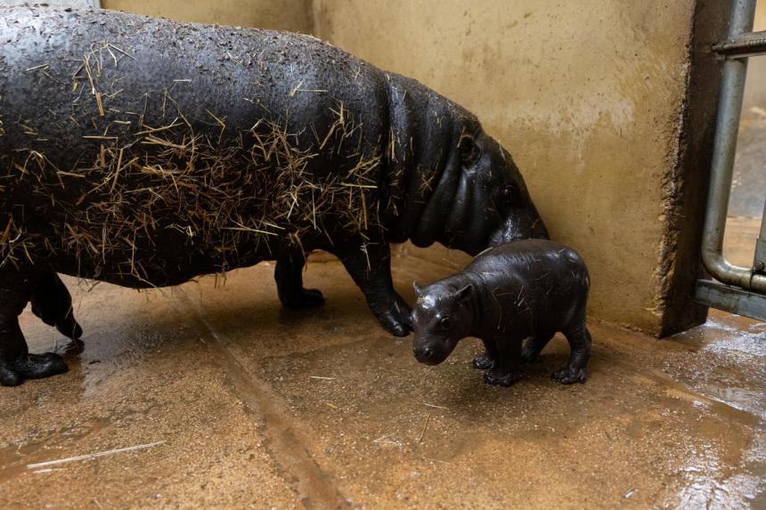It’s a boy! Athens zoo birth of rare pygmy hippo The Straits