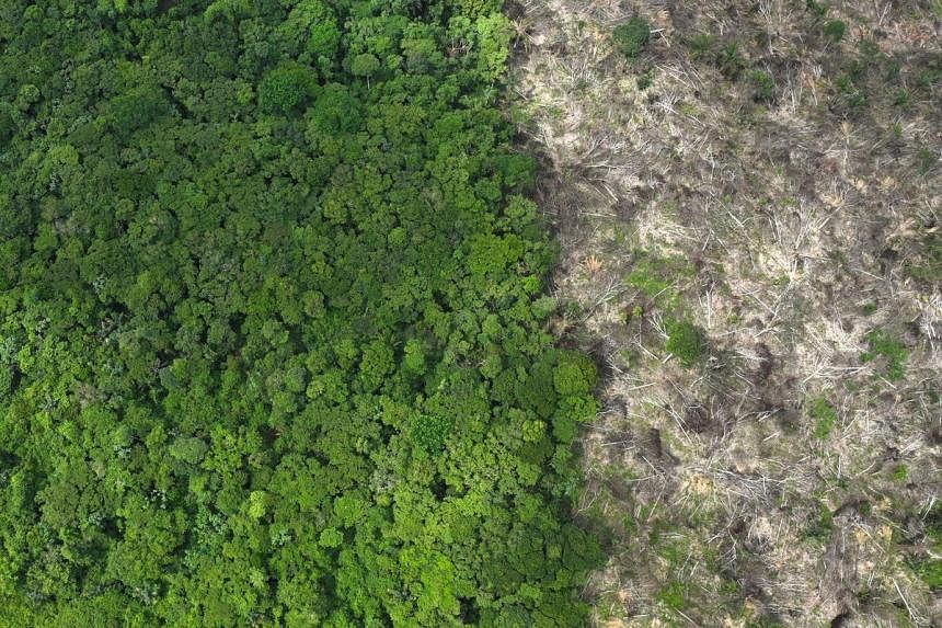 Deforestation in Vietnam Blamed for Recent Deadly Landslides — Radio Free  Asia