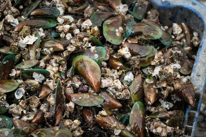 马来西亚渔业部：波德申的贻贝被生物毒素污染，不能安全食用