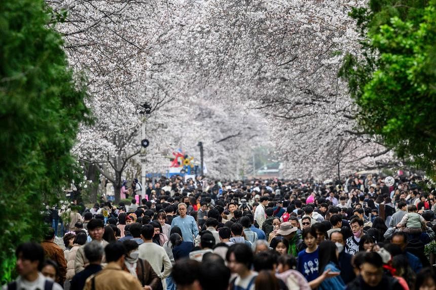 South Korea’s spring festivals disappoint as cherry trees blossom late ...