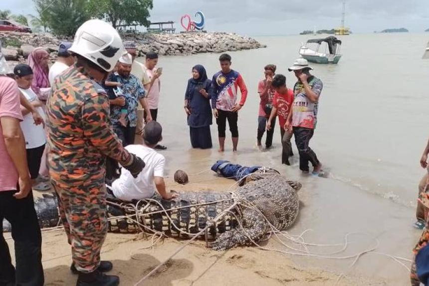 Bắt được cá sấu nặng 500kg| Tân Thế Kỷ