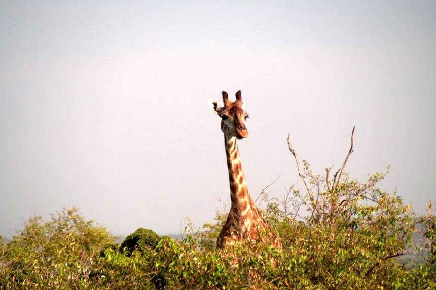 safari lodge nairobi