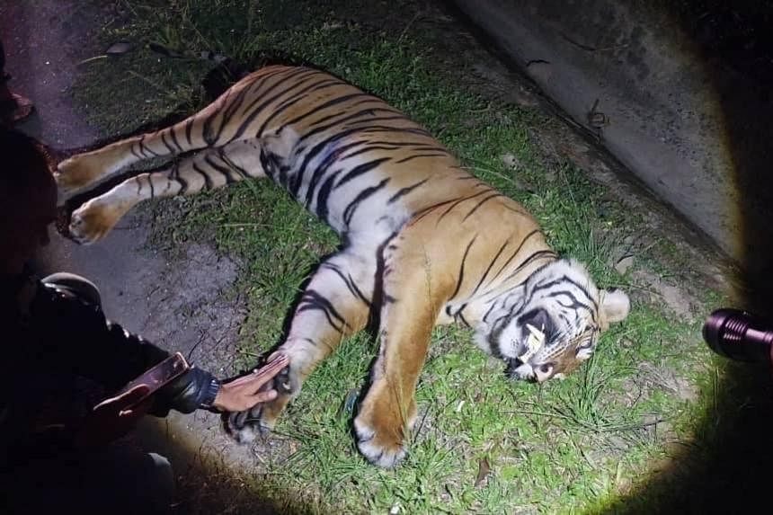 老虎在马来西亚高速公路上被车撞死