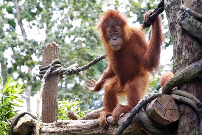 红毛猩猩外交：马来西亚计划为何在实施前招致批评