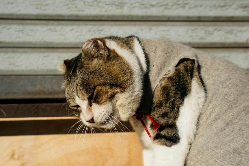 日本の高齢猫はAIベースの医療の有害な影響を感じている