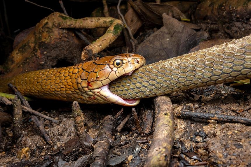 king cobra eating prey