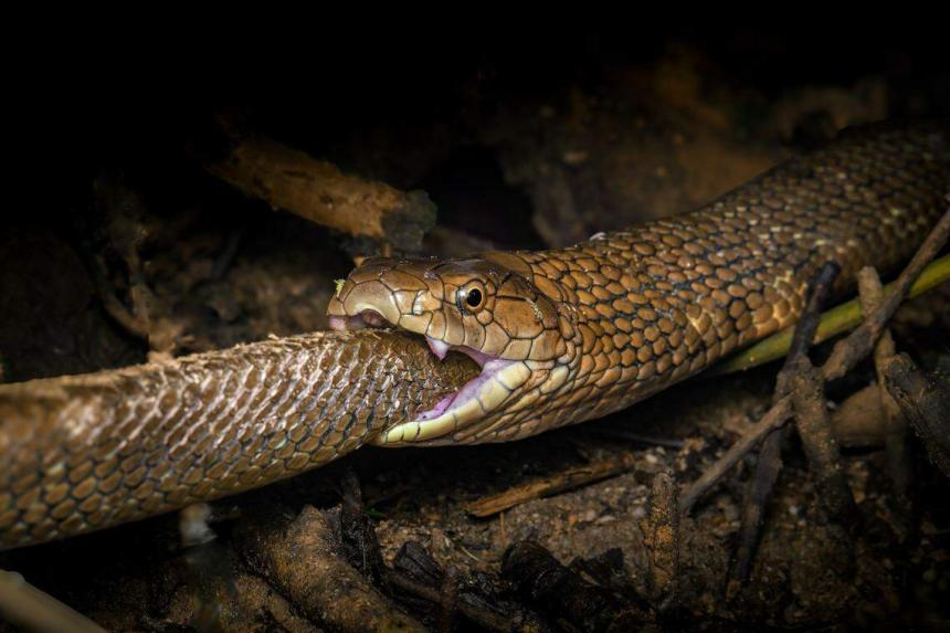 A clash of royalty: King cobra cannibalism documented for the first