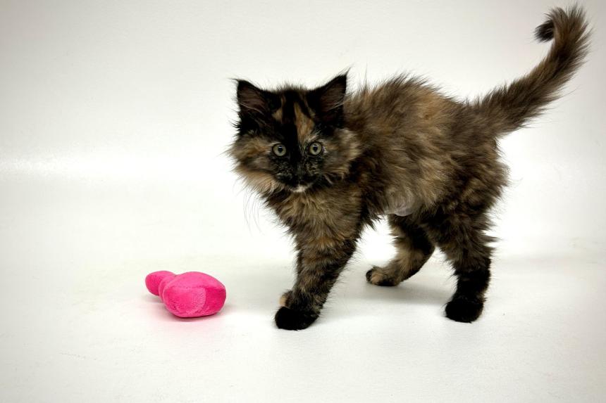 Animal charity in US discovers rare intersex tortoiseshell kitten | The