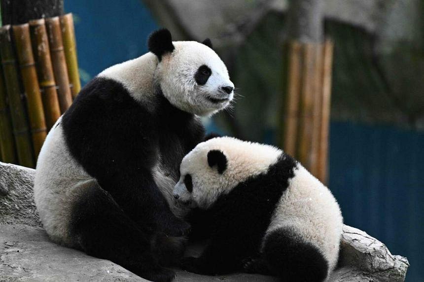 Foreign-born pandas join China’s efforts to boost wild population | The ...