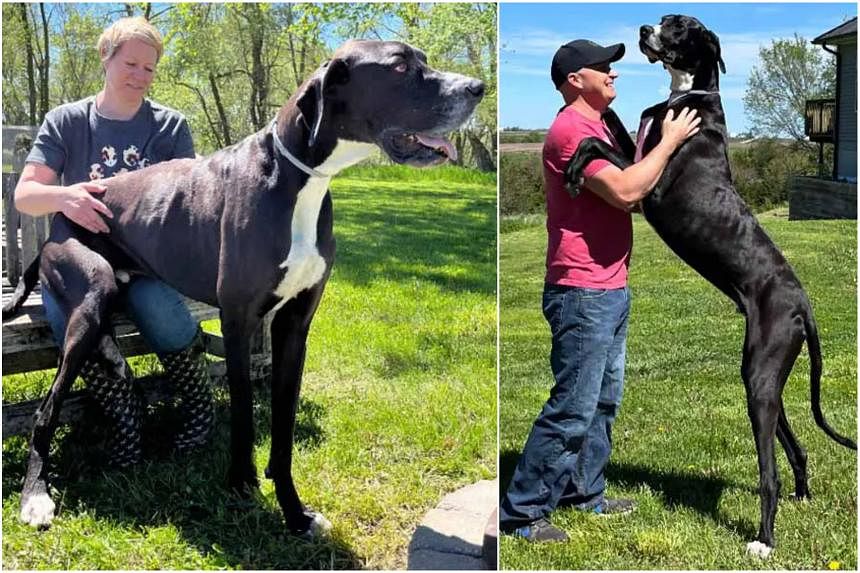 Gentle giant: Great Dane in the US named Kevin recognised by Guinness as world’s tallest dog