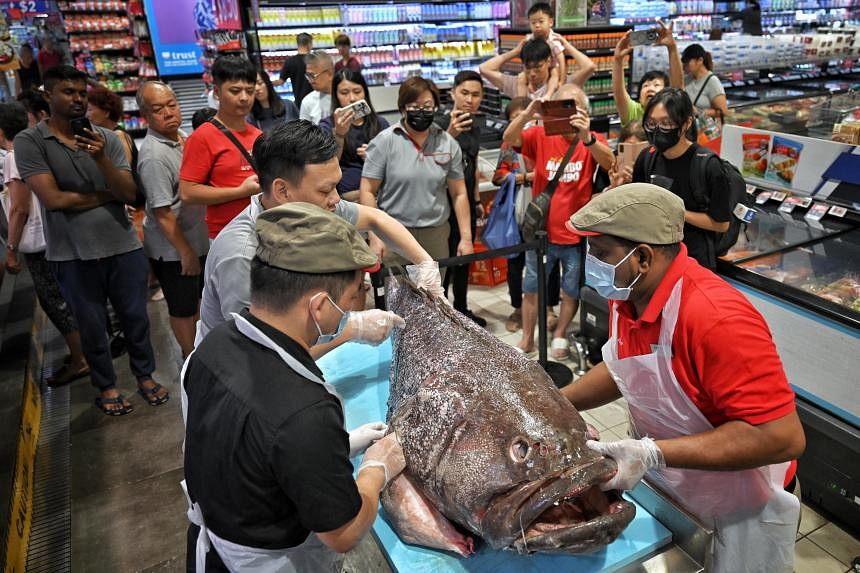 100kg grouper caught off Indonesia sliced up for eager supermarket ...